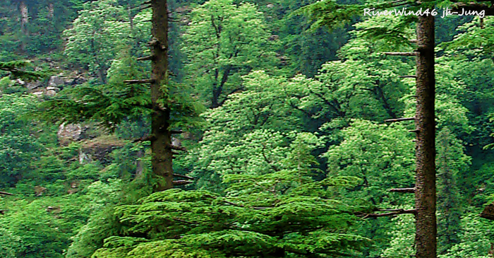 개잎갈나무,히말라야시다, Cedrus deodara