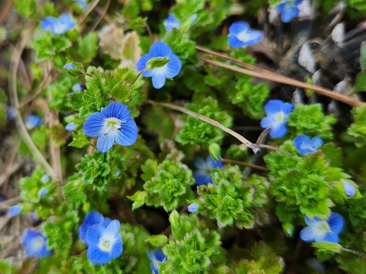 큰개불알풀(큰봄까치꽃)