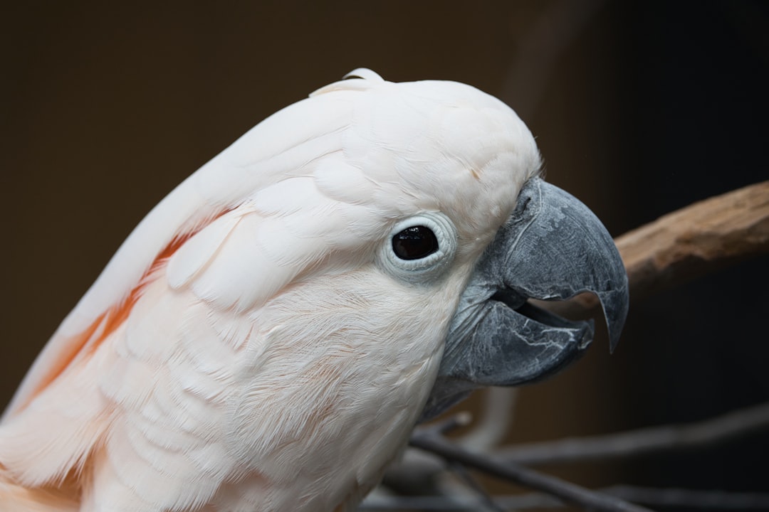 Sesame