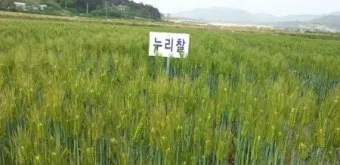 보리 재배 월동 관리 파종 밀도 웃자람 방지_6