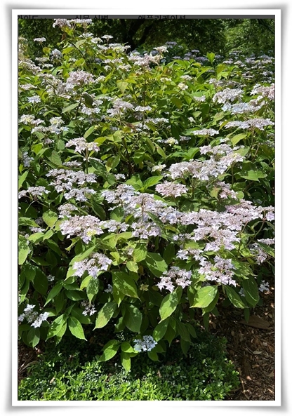 "산수국" 아름다운 매력을 한껏 간직하고 있는 여름 대표 꽃!