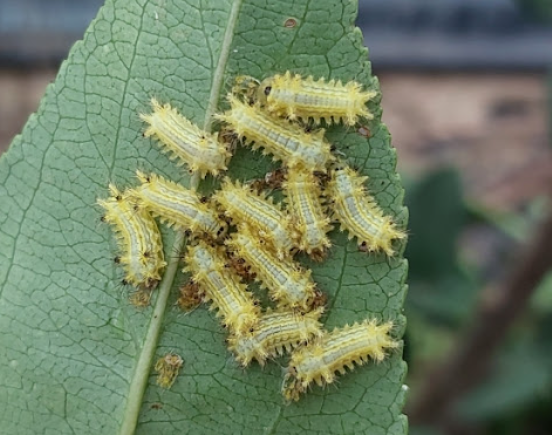 쐐기벌레 쏘였을때 증상 물리면 통증 독 병원 약 종류 응급처치 총정리