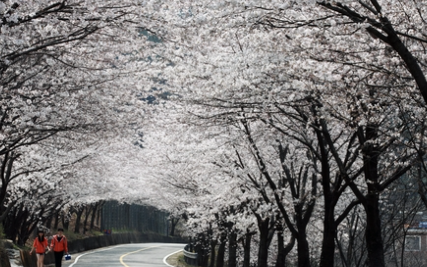 2025 통도사 매화 개화 시기 &ndash; 봄을 알리는 사찰의 아름다움
