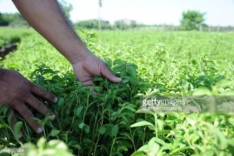 스테비아 재배 삽목 요령 단맛 유지 잎 건조_7