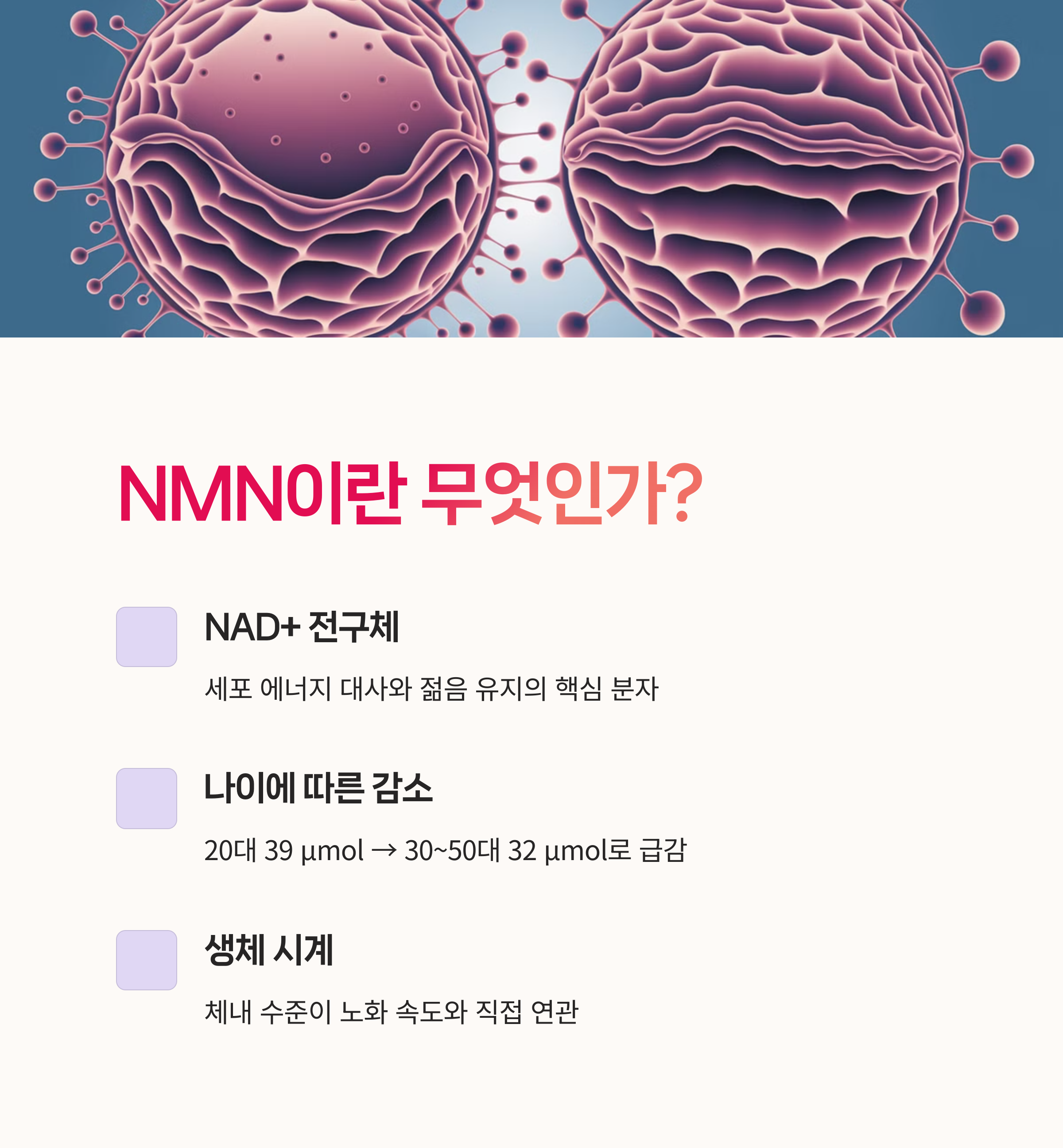 세포에너지, NAD+,