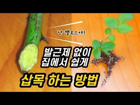 장미 삽목하는 방법 집에서 쉽게 번식하는 팁_1