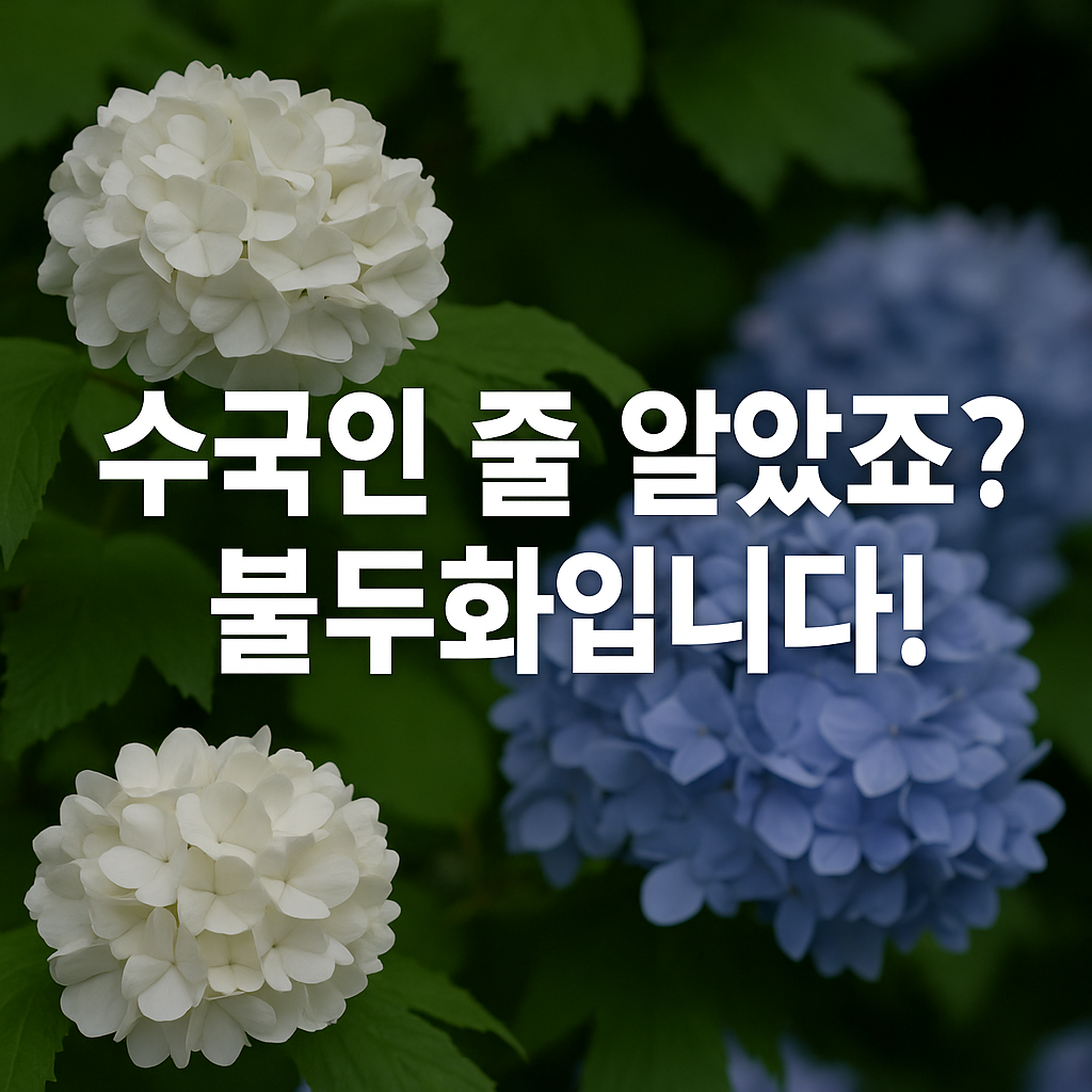 불두화와 수국