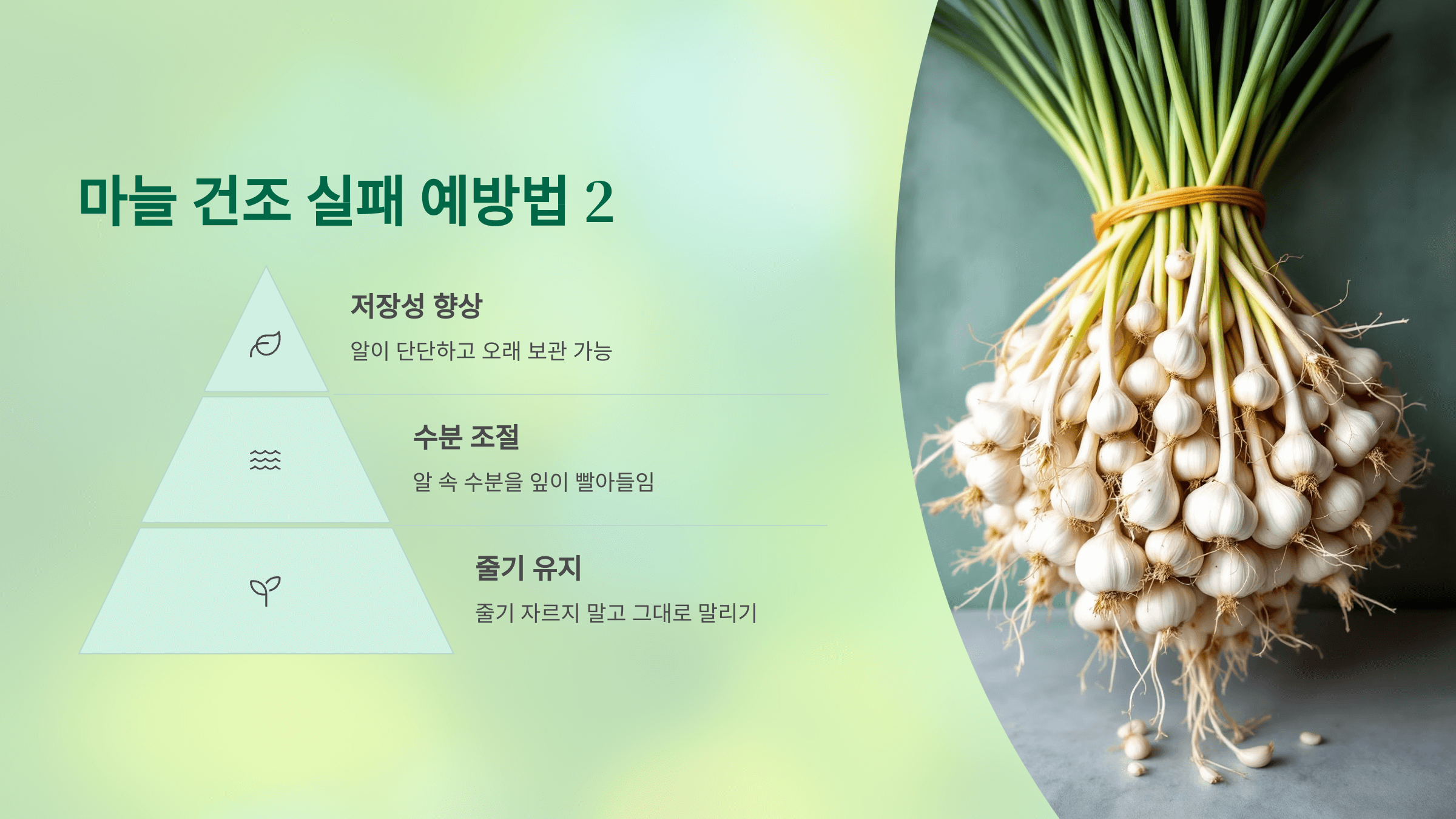 마늘 사진입니다.