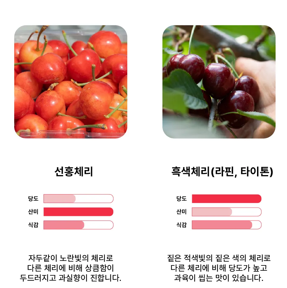강진 체리옵션