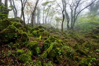 제주 곶자왈 숲길 산책 원시림 초록 힐링 여행_11