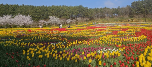 태안튤립박람회
