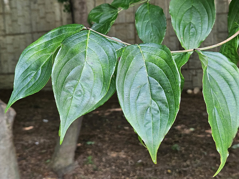 산수유 잎1