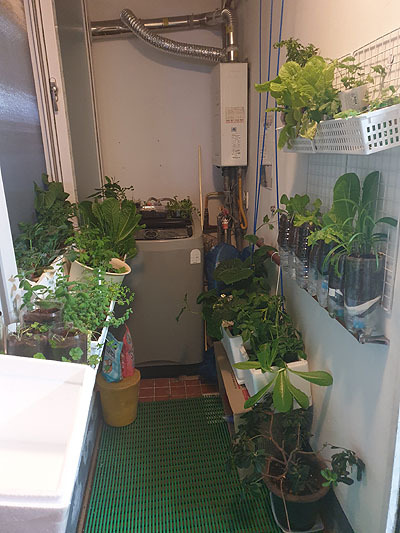 베란다 텃밭 전체 사진