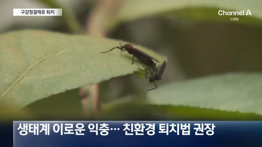 러브버그는 익충&amp;#44; 친환경 퇴치방법 권장