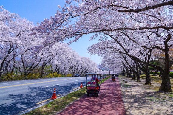지역별 벚꽃 명소
