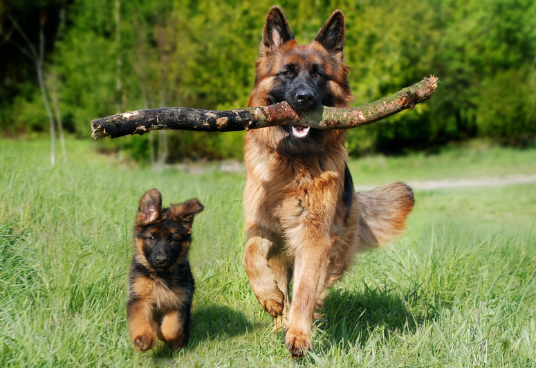 대형견과 소형견의 카페 비교 관련 이미지