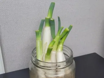 텃밭 대파 키우는 법 토양 북주기 웃거름 병해 예방_16