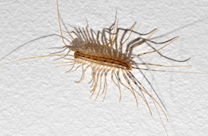 돈벌레 생기는 이유