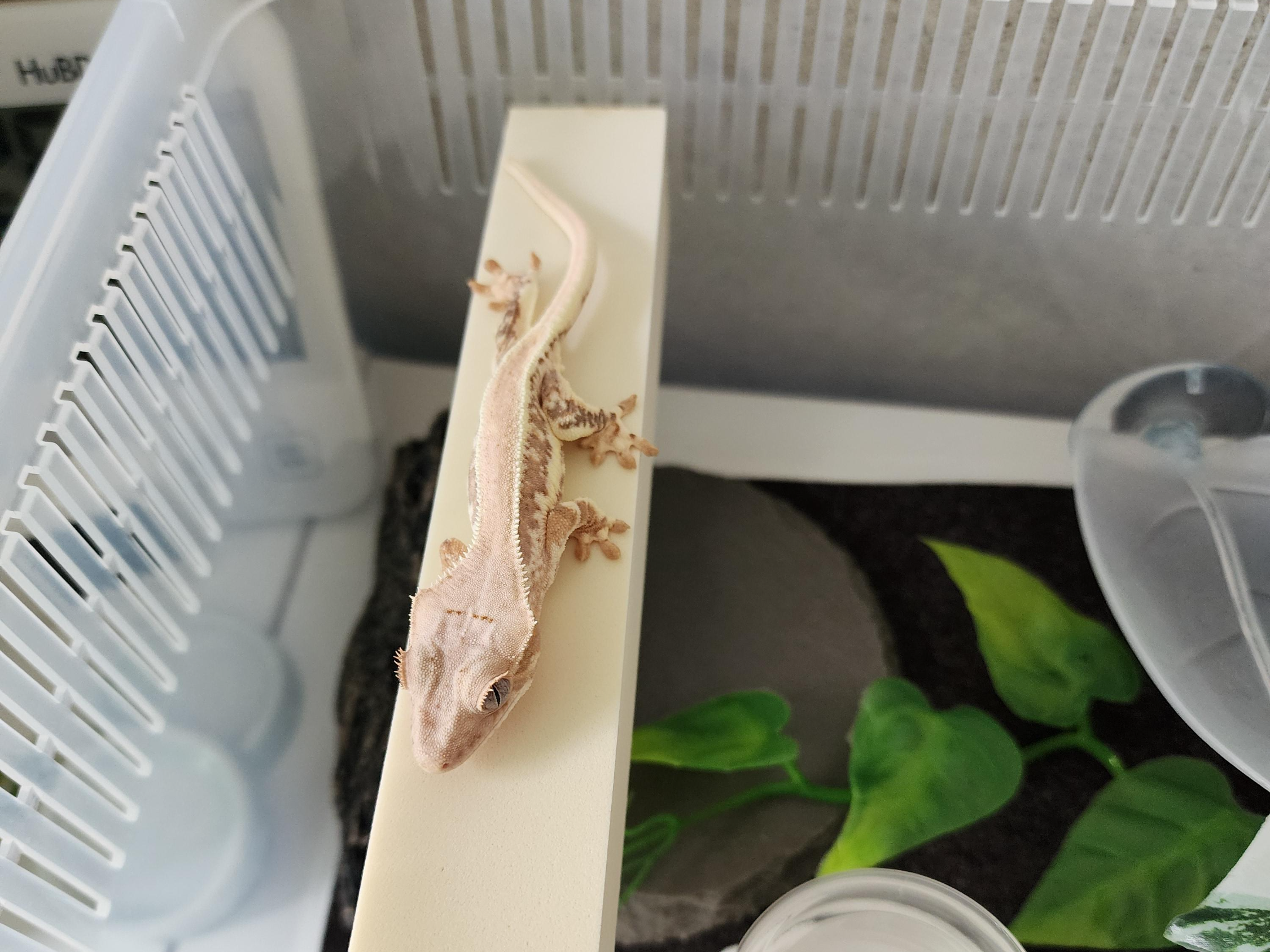 크레스티드게코-릴리화이트-사랑이-사진