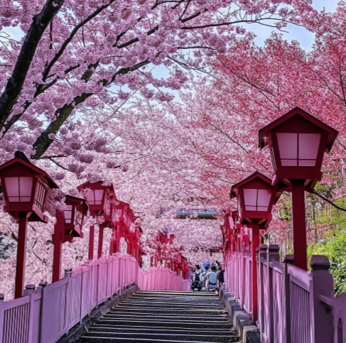 일본 벚꽃2