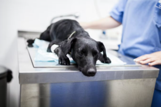 진료받는 강아지