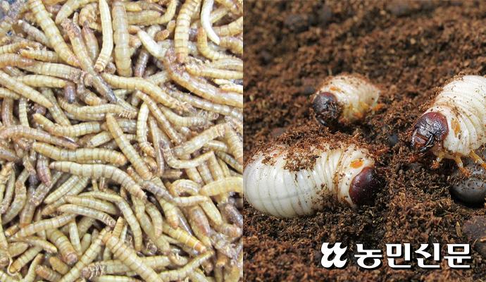 밀웜과 굼벵이