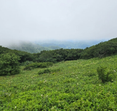 곰배령 예약 및 등산코스 안내