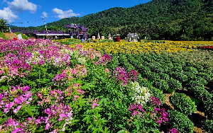 인제 가을꽃 축제