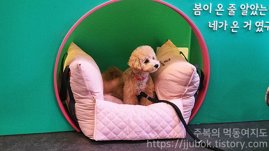 슈비듀밥-포토존