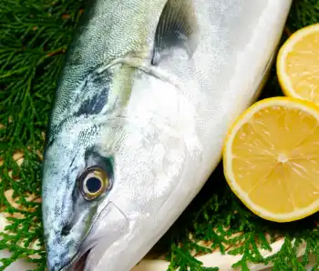 제주 대방어 10kg 가격 및 효능&amp;#44; 영양소