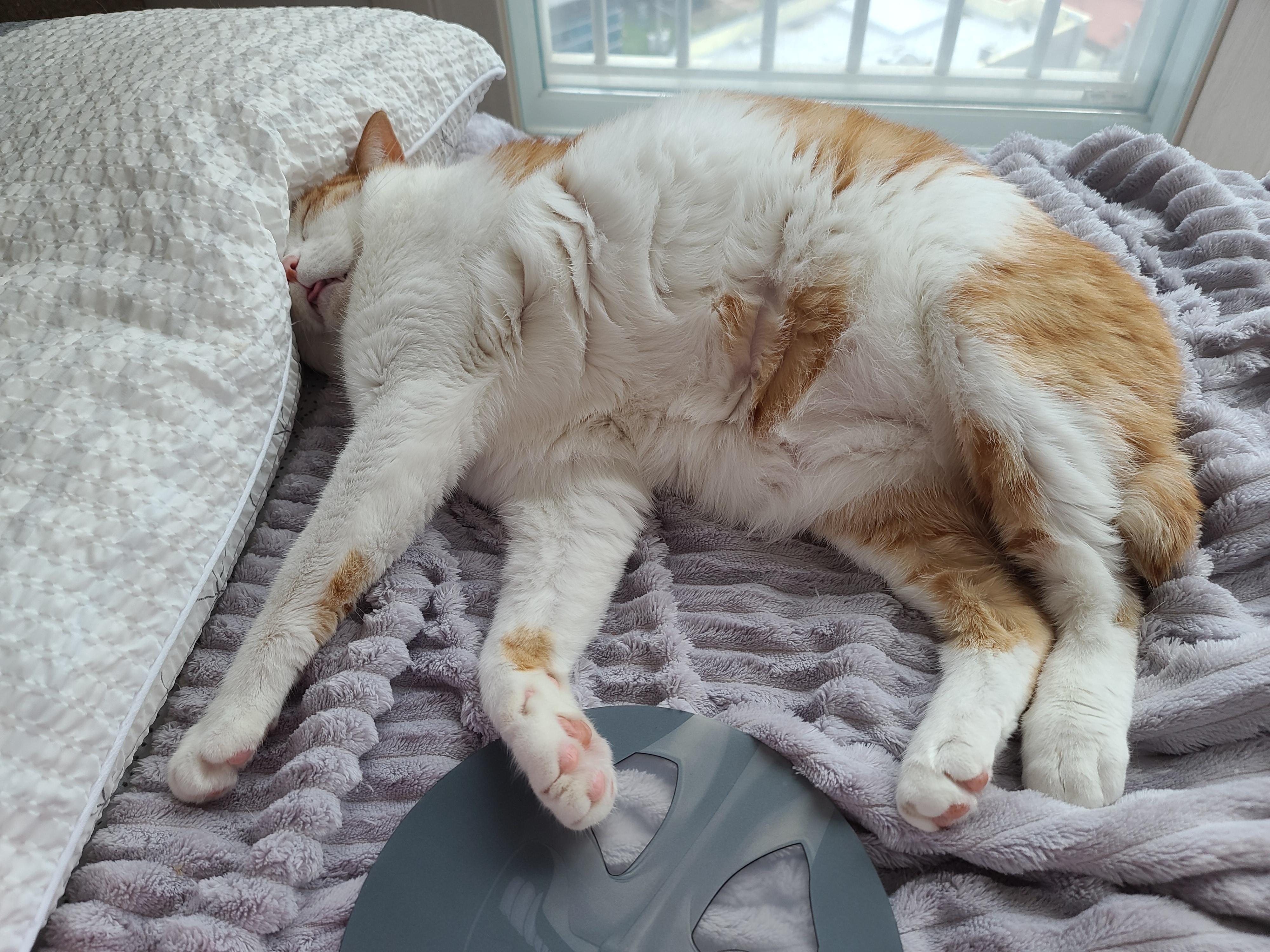 평온한 오후..아홉냥이네 고양이들의 낮잠시간~