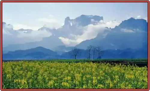 장가계 천문산 활짝 핀 꽃 풍경