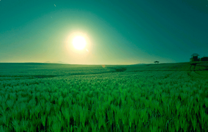 고창 청보리밭축제