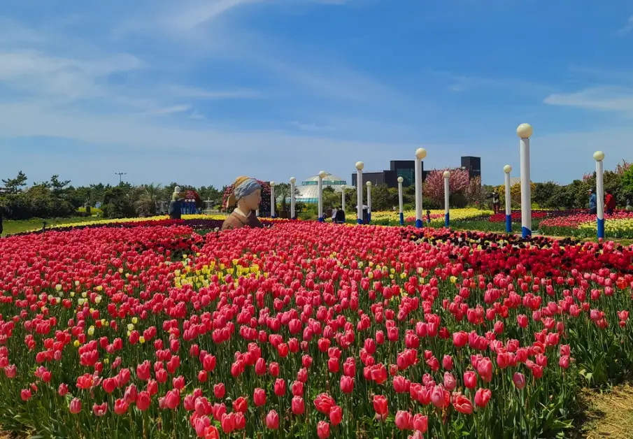 태안 튤립축제 일정, 개화시기