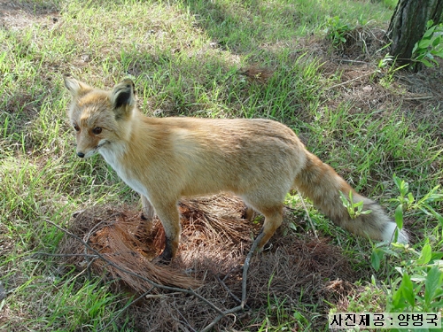 한국 여우
비올렛의 숲 forest-of-violet.co.kr