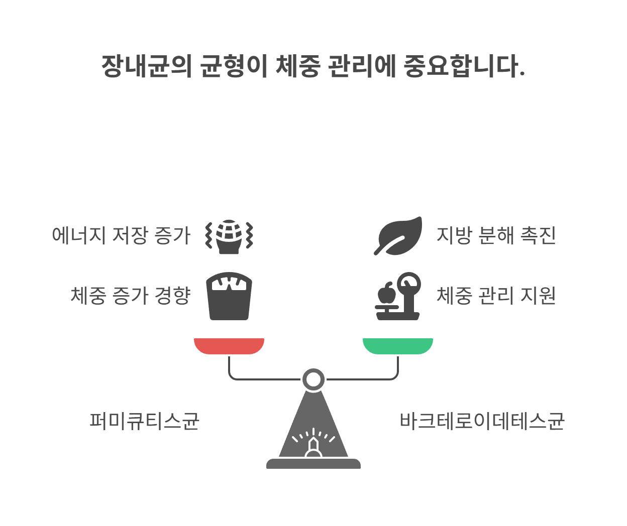 뚱보균의 정체와 우리 몸에서 하는 역할은?