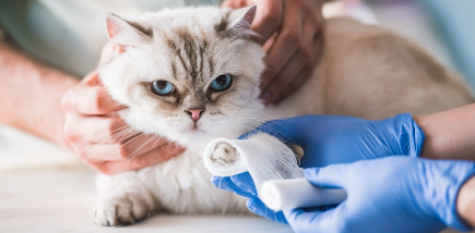 붕대를 감는 고양이.