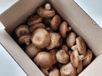 표고버섯 효능_14