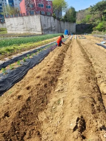 땅콩 심는 시기 수확시기 모종 파종_14