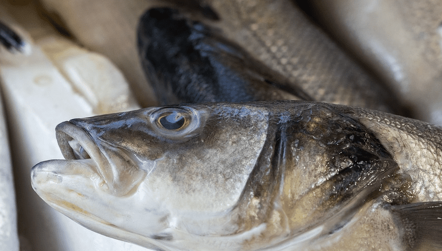생선 여러 마리가 놓여 있다