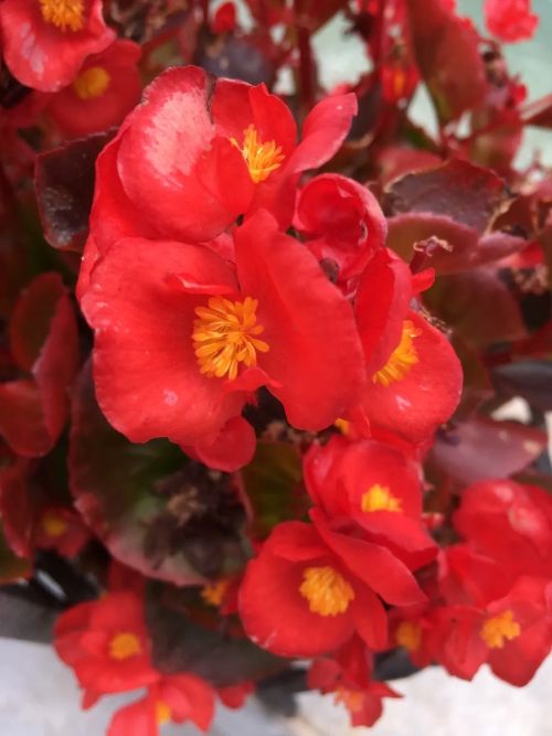 Begonia semperflorens