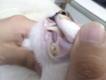 고양이 빈혈 증상 치료_29