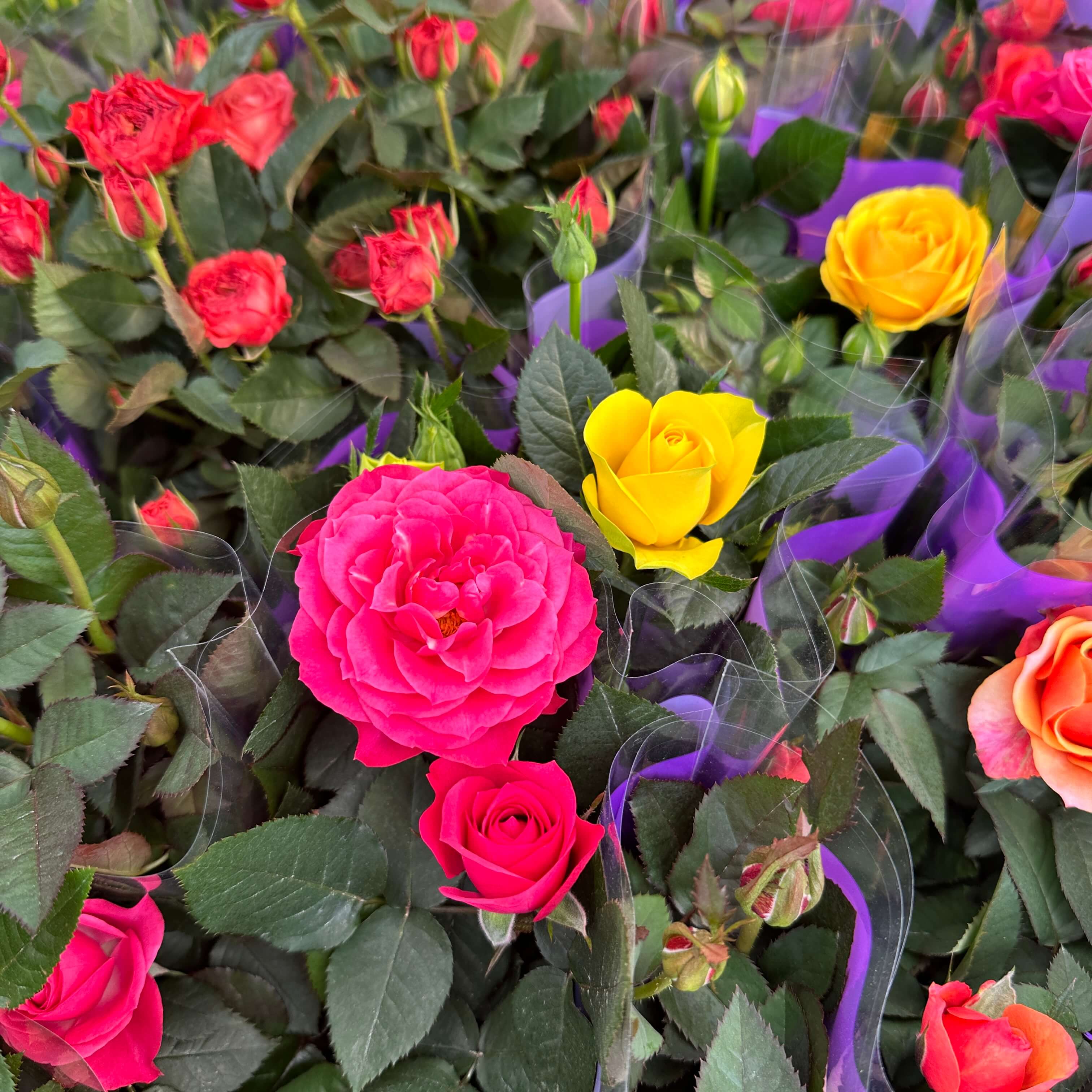 장미꽃 묘목 모종 키우는 방법