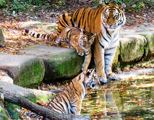 호랑이 꿈해몽, 길몽일까 흉몽일까? (상황별, 색깔별 의미)
