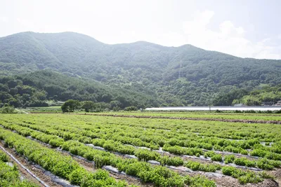 초석잠 재배 씨눈 맞추기 보온 피복 수확 정리_5
