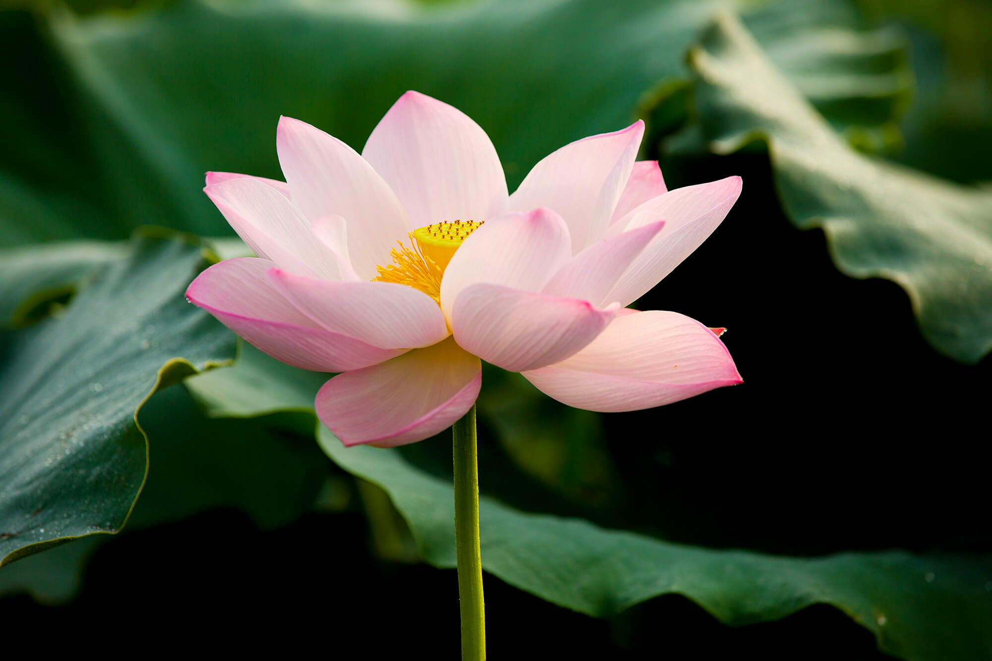 시흥 관곡지 연꽃테마파크 연꽃4