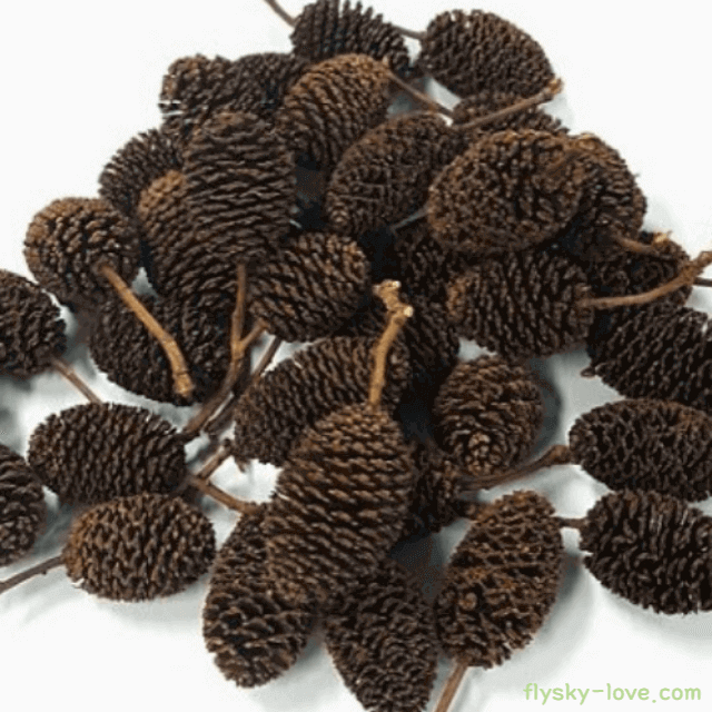 오리나무, 오리나무열매 효능