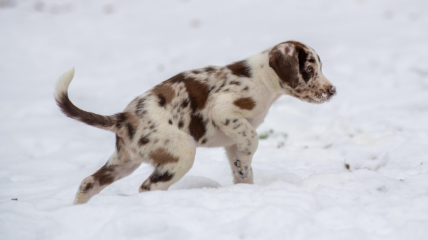 눈길에 강아지가 뛰어노는모습