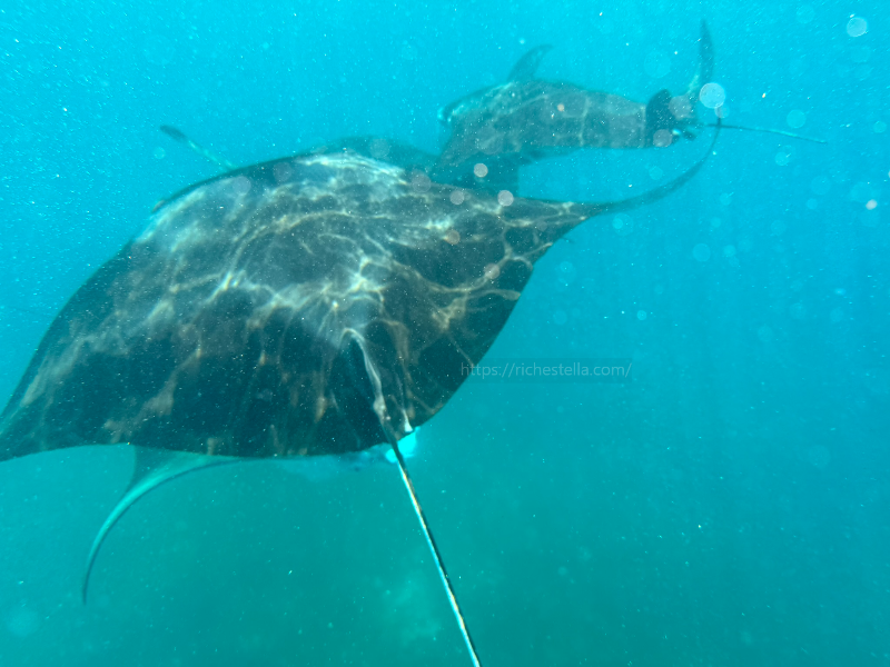 만타가오리 스노쿨링