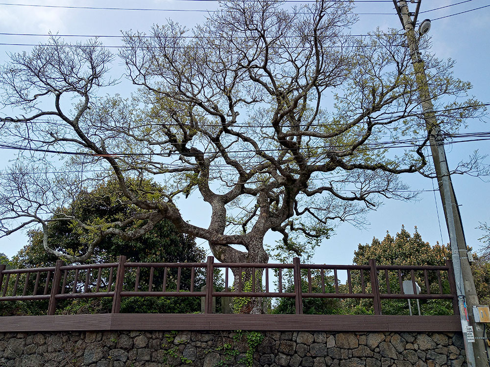 올레길14코스 팽나무